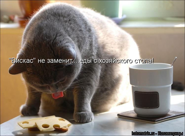 Котоматрица: "Вискас" не заменит....еды с хозяйского стола!