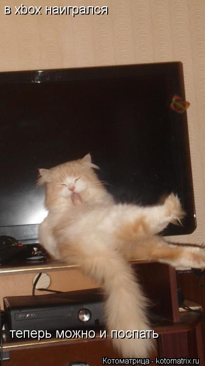 Котоматрица: в xbox наигрался  теперь можно и поспать