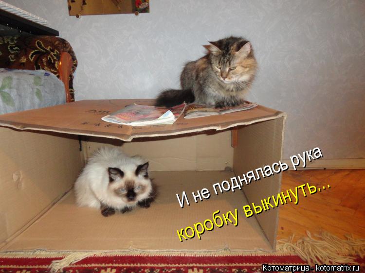 Котоматрица: И не поднялась рука коробку выкинуть...
