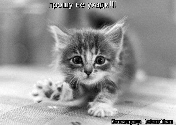 Котоматрица: прошу не ухади!!!