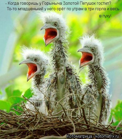 Котоматрица: - Когда говоришь у Горыныча Золотой Петушок гостил?  в пуху! То-то младшенький у него орёт по утрам в три горла и весь