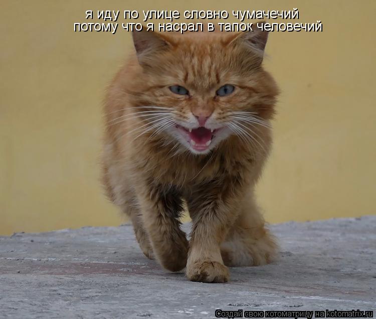 Котоматрица: я иду по улице словно чумачечий потому что я насрал в тапок человечий