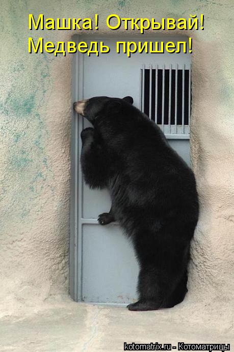 Котоматрица: Машка! Открывай! Медведь пришел!