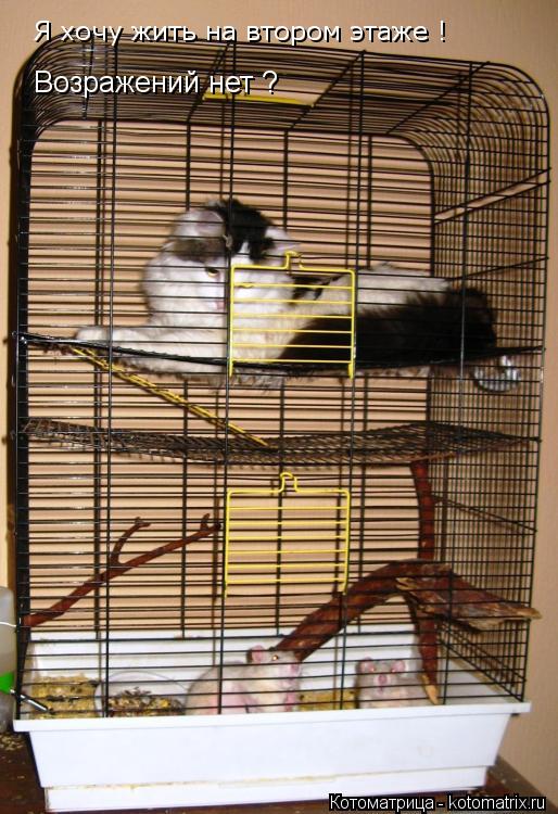 Котоматрица: Bозражений нет ? Я хочу жить на втором этаже !