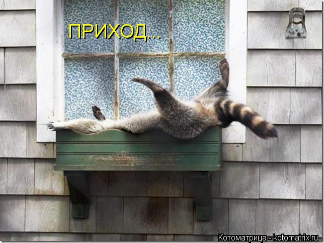 ПРИХОД...... Котоматрица: ПРИХОД...