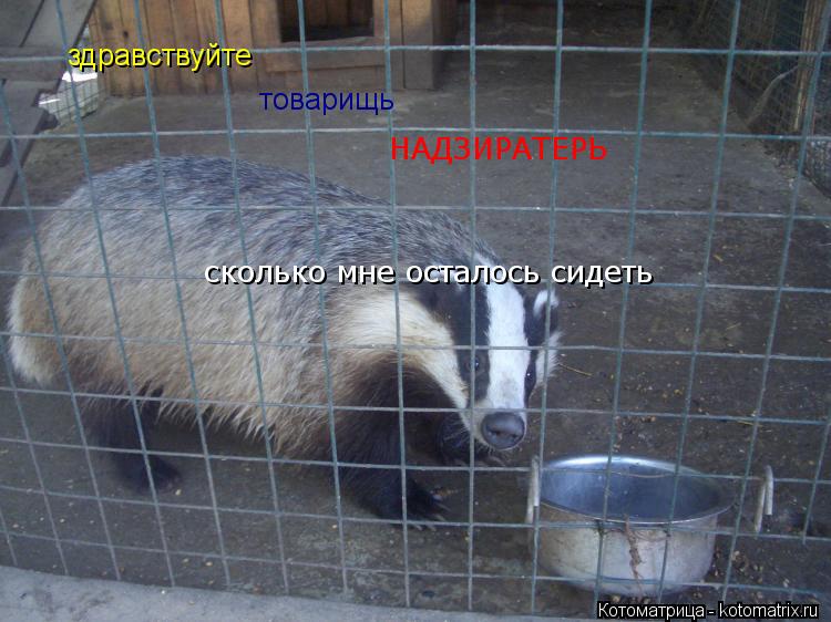 Котоматрица: здравствуйте  товарищь НАДЗИРАТЕРЬ сколько мне осталось сидеть