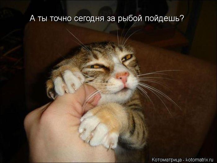 А ты точно сегодня за рыбой пойдешь?... Котоматрица: А ты точно сегодня за рыбой пойдешь?