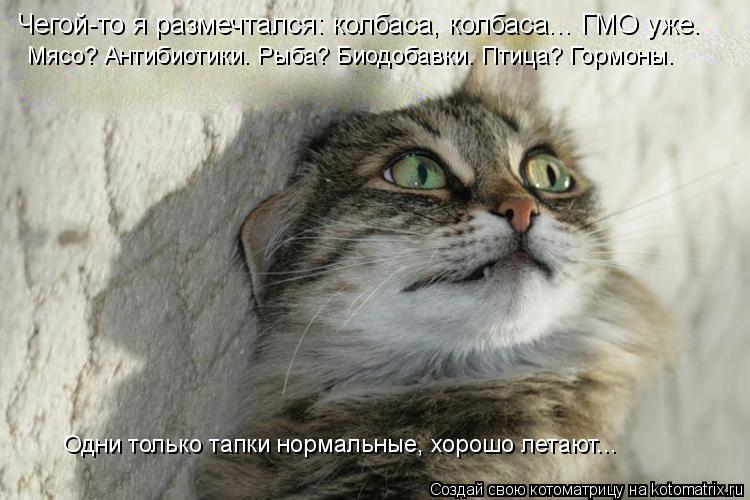 Котоматрица: Чегой-то я размечтался: колбаса, колбаса... ГМО уже. Мясо? Антибиотики. Рыба? Биодобавки. Птица? Гормоны. Одни только тапки нормальные, хорошо 