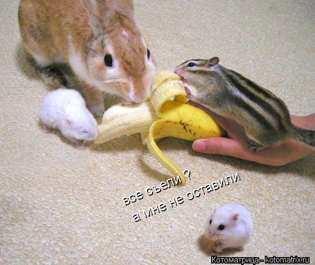 Котоматрица: все съели ?  а мне не оставили