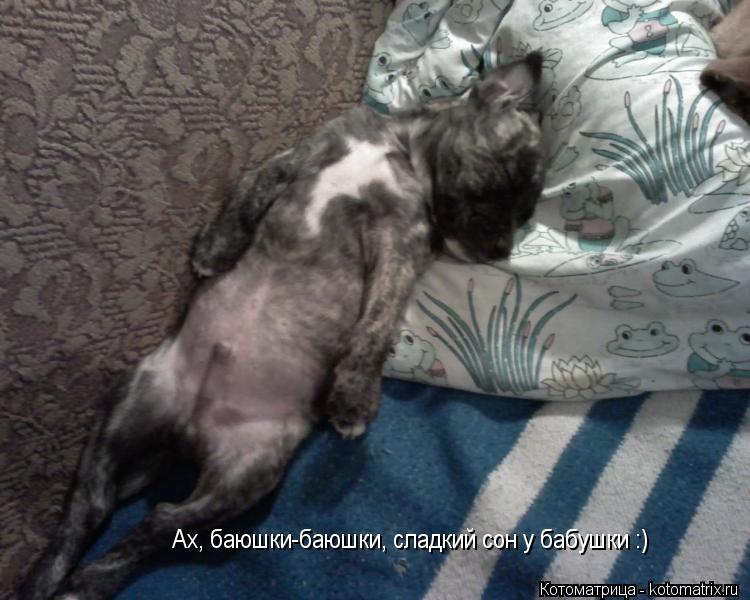Ах, баюшки-баюшки, сладкий сон у бабушки :)... Котоматрица: Ах, баюшки-баюшки, сладкий сон у бабушки :)