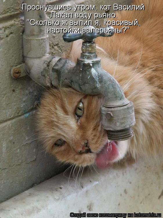 Проснувшись утром, кот Василий Лакал воду рьяно. "Сколько ж выпил я, красивый, настойки валерьяны?"... Котоматрица: Проснувшись утром, кот Василий Лакал воду рьяно. "Сколько ж выпил я, красивый, настойки валерьяны?"