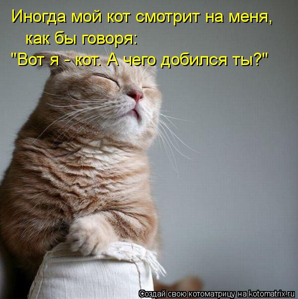 Котоматрица: Иногда мой кот смотрит на меня, как бы говоря:   "Вот я - кот. А чего добился ты?"