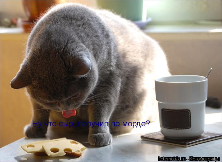Котоматрица: Ну что сыр, получил по морде?