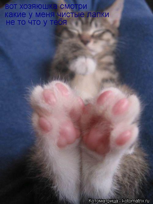 Котоматрица: вот хозяюшка смотри какие у меня чистые лапки не то что у тебя