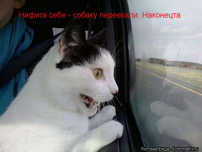 Котоматрица: Нифига себе - собаку переехали. Наконецта