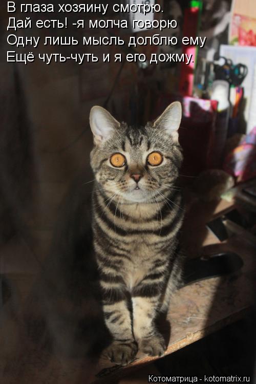 В глаза хозяину смотрю. Дай есть! -я молча говорю Одну лишь мысль долблю ему Ещё чуть-чуть и я его до... Котоматрица: В глаза хозяину смотрю. Дай есть! -я молча говорю Одну лишь мысль долблю ему Ещё чуть-чуть и я его дожму.