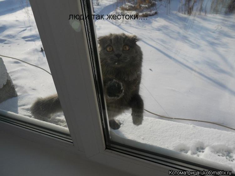 Котоматрица: люди так жестоки....