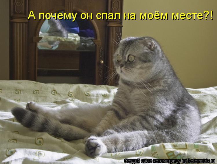 Котоматрица: А почему он спал на моём месте?!