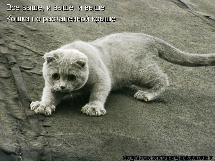 Котоматрица: Все выше, и выше, и выше Кошка по раскаленной крыше