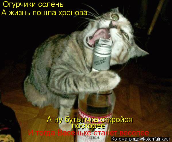 Котоматрица: Огурчики солёны А жизнь пошла хренова А ну бутылчка откройся поскорее И тогда Васеньке станет веселее