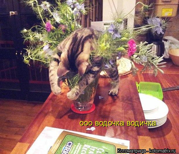 Котоматрица: ооо водочка водичка