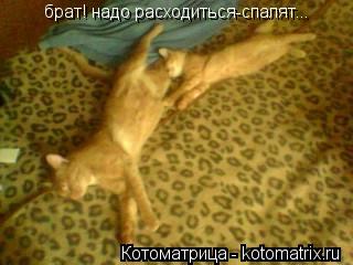 Котоматрица: брат! надо расходиться-спалят...