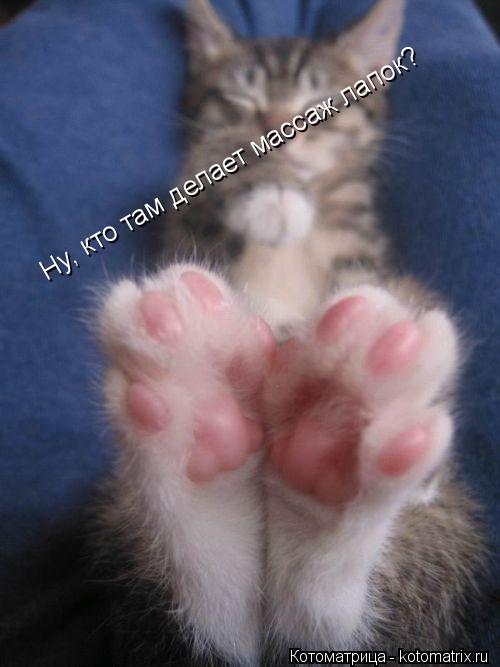Котоматрица: Ну, кто там делает массаж лапок?