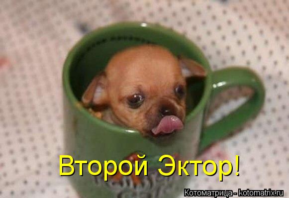 Котоматрица: Второй Эктор!
