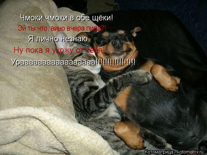 Котоматрица: Чмоки чмоки в обе щёки! Эй ты что, вино вчера пила?! Я лично незнаю Ну пока я ухожу от тебя! Урааааааааааааааааа!!!!!!!!!!!!!!!!!