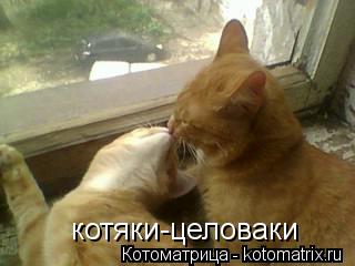 Котоматрица: котяки-целоваки