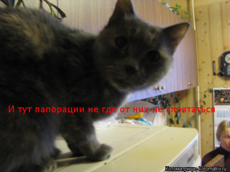 Котоматрица: И тут папорации не где от них не спрятаться
