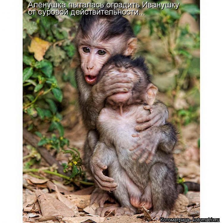 Котоматрица: Алёнушка пыталась оградить Иванушку от суровой действительности...