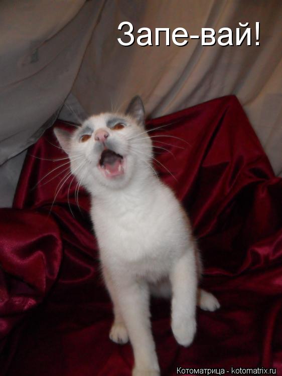 Котоматрица: Запе-вай!