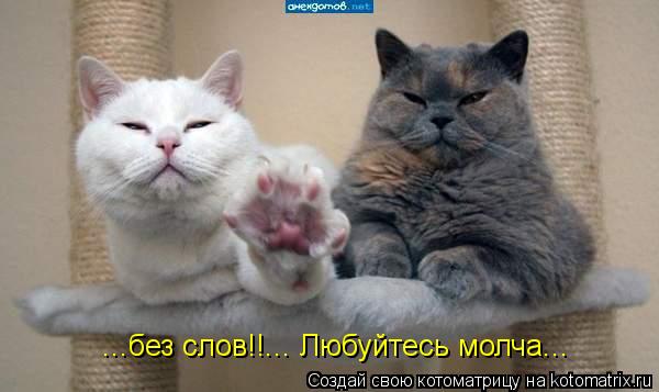 ...без слов!!... Любуйтесь молча...... Котоматрица: ...без слов!!... Любуйтесь молча...