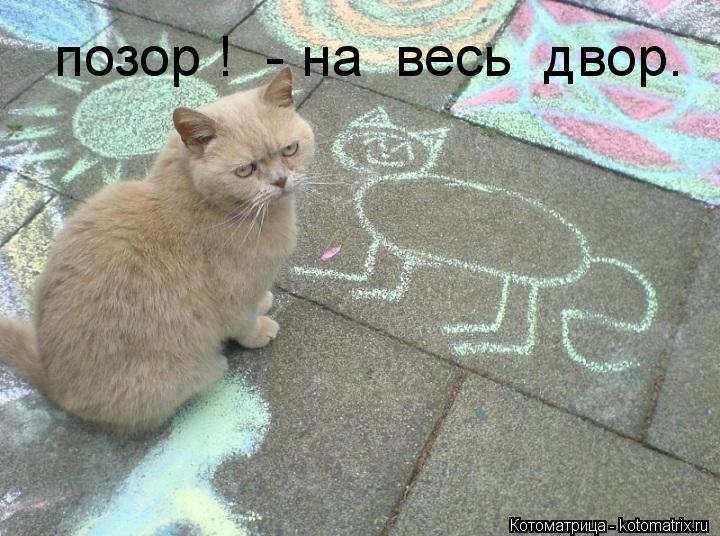 Котоматрица: позор !  - на  весь  двор.