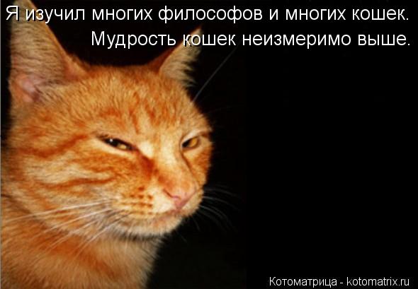 Котоматрица: Я изучил многих философов и многих кошек.  Мудрость кошек неизмеримо выше.