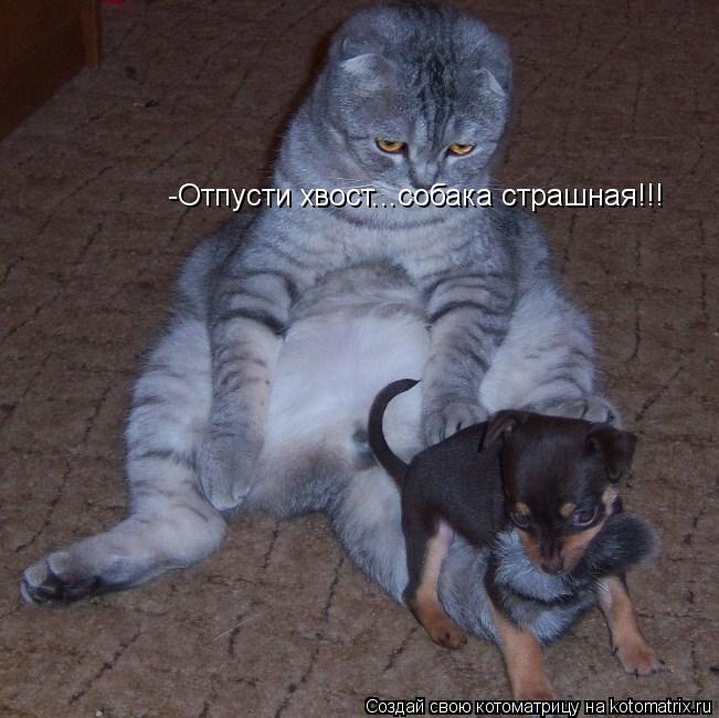 Котоматрица: -Отпусти хвост...собака страшная!!!