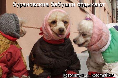 Котоматрица: бурановские бабушки отдыхают