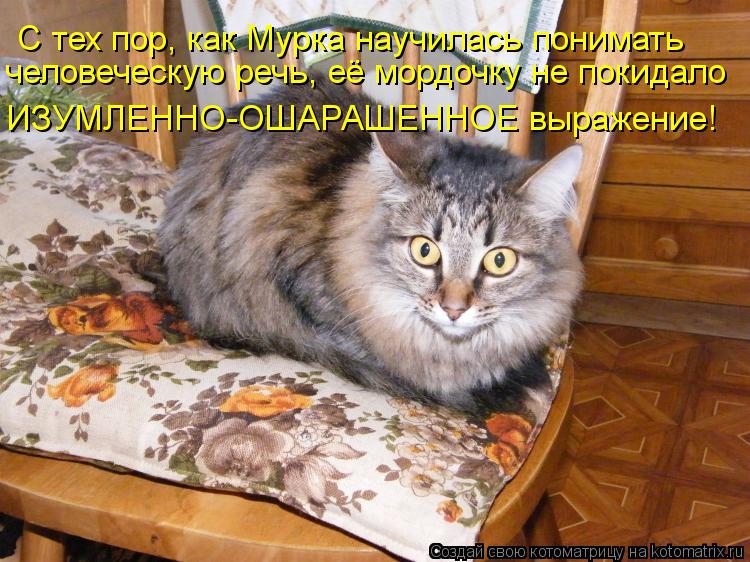Котоматрица: С тех пор, как Мурка научилась понимать человеческую речь, её мордочку не покидало ИЗУМЛЕННО-ОШАРАШЕННОЕ выражение!