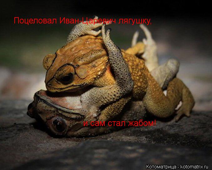 Котоматрица: Поцеловал Иван-Царевич лягушку, и сам стал жабом!