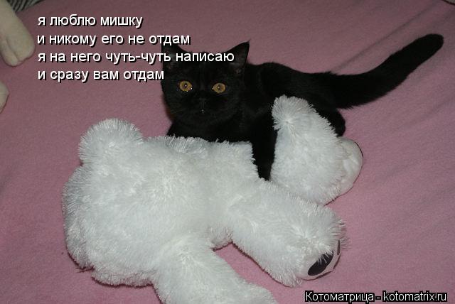 Котоматрица: я люблю мишку я люблю мишку и никому его не отдам   я на него чуть-чуть написаю и сразу вам отдам