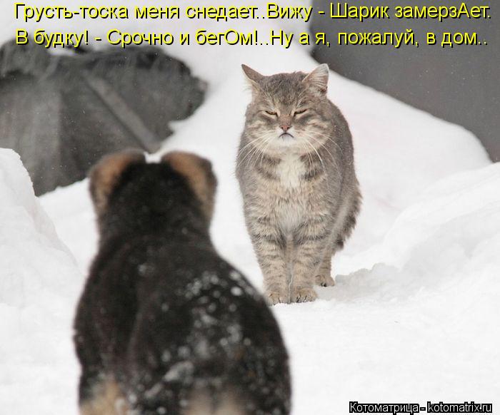 Грусть-тоска меня снедает..Вижу - Шарик замерзАет. В будку! - Срочно и бегОм!..Ну а я, пожалуй, в дом... Котоматрица: Грусть-тоска меня снедает..Вижу - Шарик замерзАет. В будку! - Срочно и бегОм!..Ну а я, пожалуй, в дом..