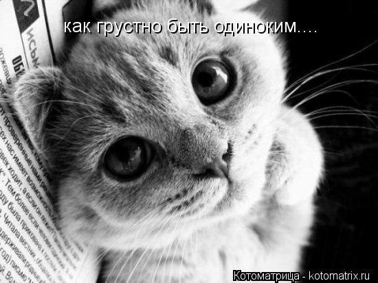 Котоматрица: как грустно быть одиноким....