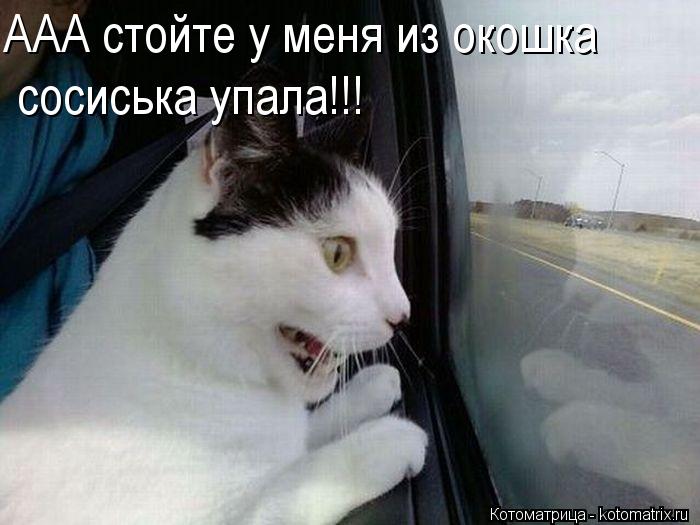 Котоматрица: ААА стойте у меня из окошка сосиська упала!!!