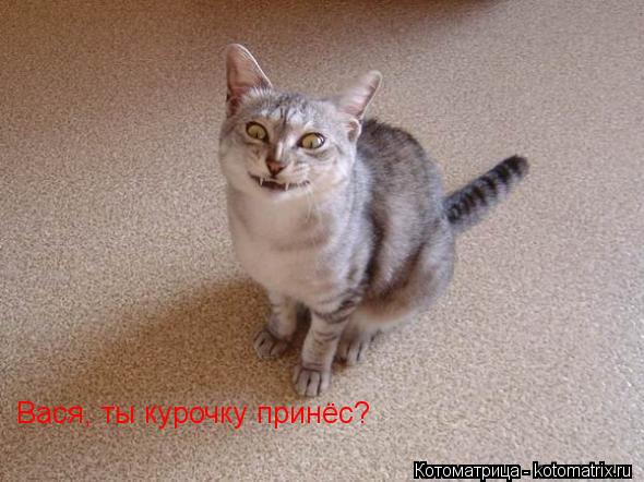 Котоматрица: Вася, ты курочку принёс?