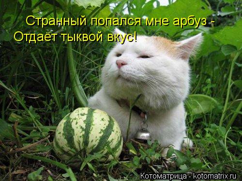 Странный попался мне арбуз - Отдаёт тыквой вкус!... Котоматрица: Странный попался мне арбуз - Отдаёт тыквой вкус!