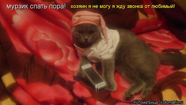 Котоматрица: мурзик спать пора! хозяин я не могу я жду звонка от любимый!