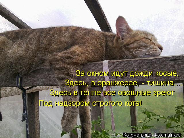 За окном идут дожди косые, Здесь, в оранжерее, - тишина.... Здесь в тепле все овощные зреют Под надзо... Котоматрица: За окном идут дожди косые, Здесь, в оранжерее, - тишина.... Здесь в тепле все овощные зреют Под надзором строгого кота!