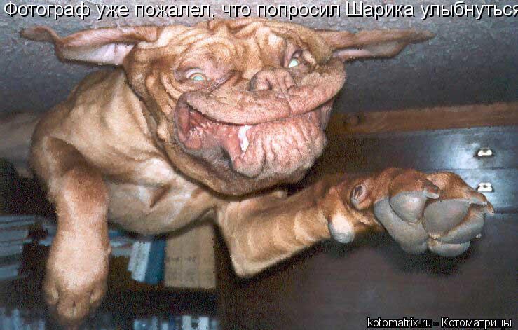 Котоматрица: Фотограф уже пожалел, что попросил Шарика улыбнуться.