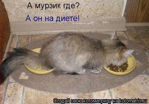 А мурзик где? А он на диете!... Котоматрица: А мурзик где? А он на диете!